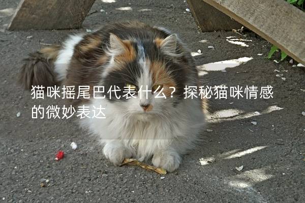 猫咪摇尾巴代表什么？探秘猫咪情感的微妙表达