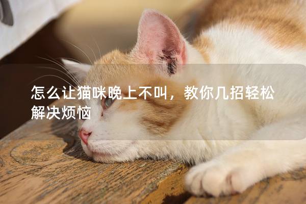 怎么让猫咪晚上不叫，教你几招轻松解决烦恼