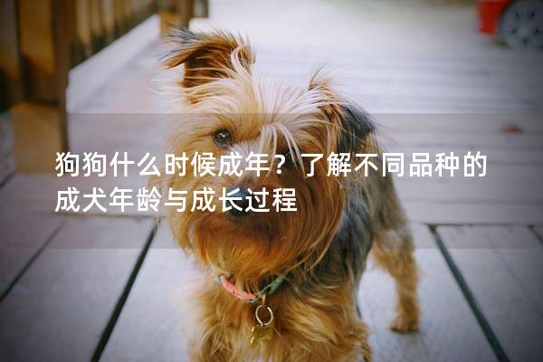 狗狗什么时候成年？了解不同品种的成犬年龄与成长过程