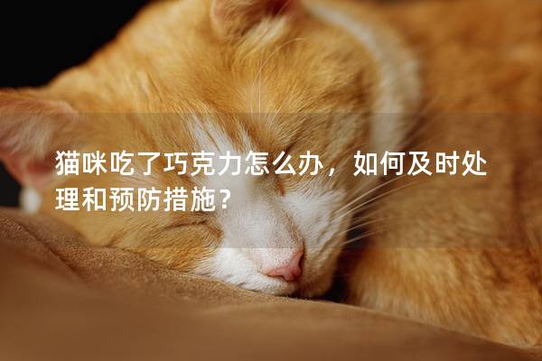 猫咪吃了巧克力怎么办，如何及时处理和预防措施？