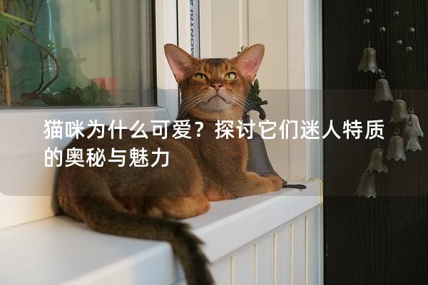 猫咪为什么可爱？探讨它们迷人特质的奥秘与魅力