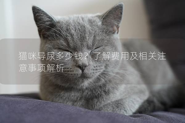 猫咪导尿多少钱？了解费用及相关注意事项解析