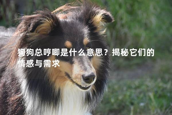 狗狗总哼唧是什么意思？揭秘它们的情感与需求