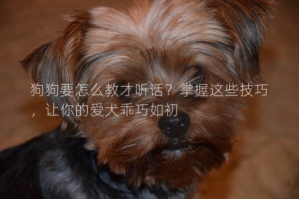 狗狗要怎么教才听话？掌握这些技巧，让你的爱犬乖巧如初