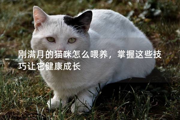 刚满月的猫咪怎么喂养，掌握这些技巧让它健康成长