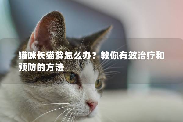 猫咪长猫藓怎么办？教你有效治疗和预防的方法