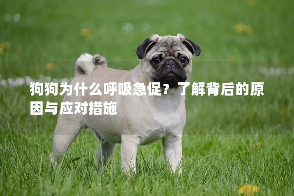 狗狗为什么呼吸急促？了解背后的原因与应对措施