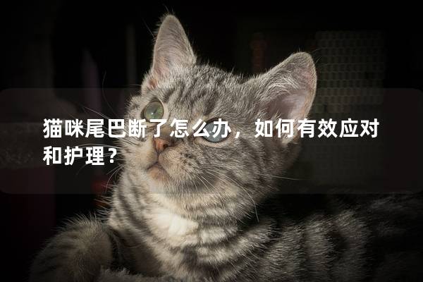 猫咪尾巴断了怎么办，如何有效应对和护理？