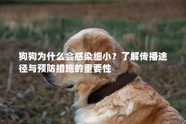 狗狗为什么会感染细小？了解传播途径与预防措施的重要性