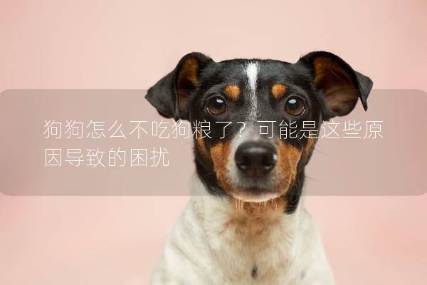 狗狗怎么不吃狗粮了？可能是这些原因导致的困扰