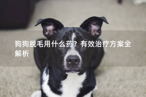 狗狗脱毛用什么药？有效治疗方案全解析