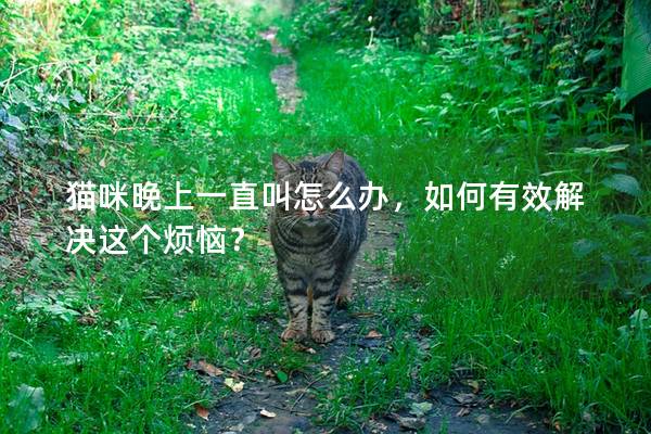 猫咪晚上一直叫怎么办，如何有效解决这个烦恼？