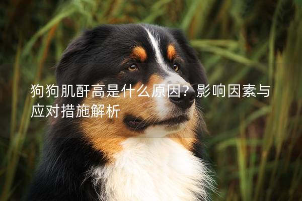 狗狗肌酐高是什么原因？影响因素与应对措施解析