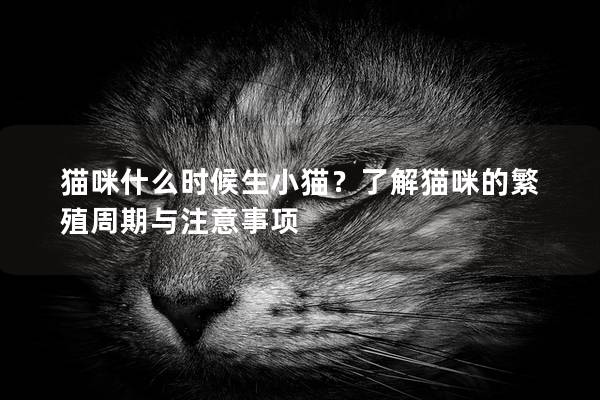 猫咪什么时候生小猫？了解猫咪的繁殖周期与注意事项