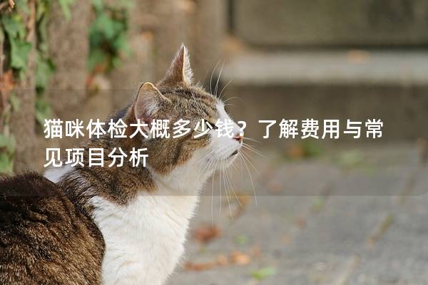 猫咪体检大概多少钱？了解费用与常见项目分析