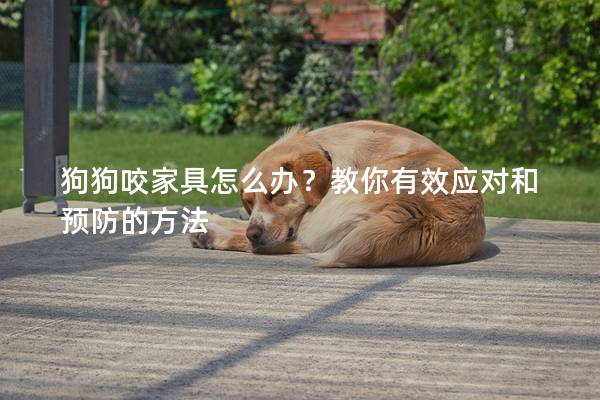 狗狗咬家具怎么办？教你有效应对和预防的方法