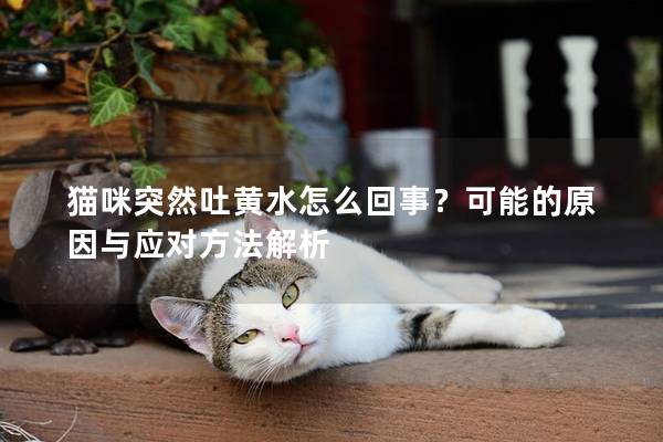 猫咪突然吐黄水怎么回事？可能的原因与应对方法解析