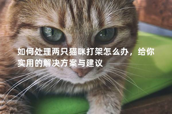 如何处理两只猫咪打架怎么办，给你实用的解决方案与建议