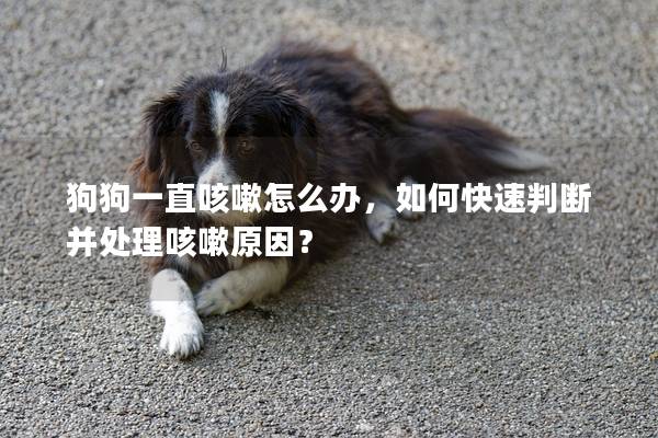 狗狗一直咳嗽怎么办，如何快速判断并处理咳嗽原因？