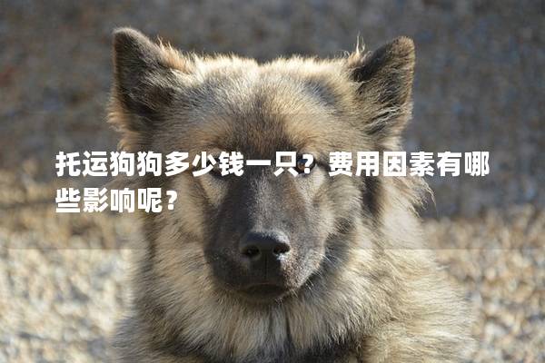 托运狗狗多少钱一只？费用因素有哪些影响呢？