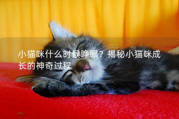 小猫咪什么时候睁眼？揭秘小猫咪成长的神奇过程