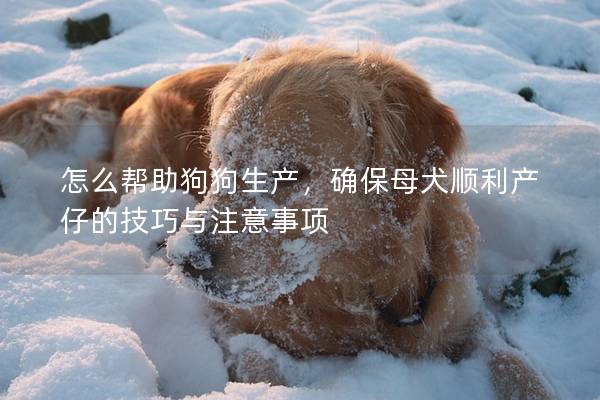 怎么帮助狗狗生产，确保母犬顺利产仔的技巧与注意事项