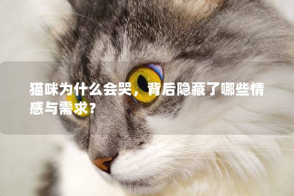 猫咪为什么会哭，背后隐藏了哪些情感与需求？