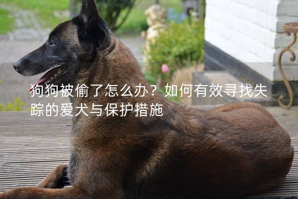 狗狗被偷了怎么办？如何有效寻找失踪的爱犬与保护措施