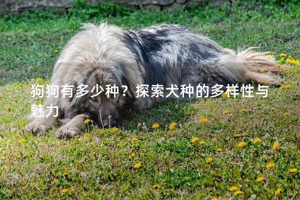 狗狗有多少种？探索犬种的多样性与魅力