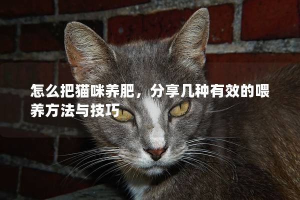 怎么把猫咪养肥，分享几种有效的喂养方法与技巧