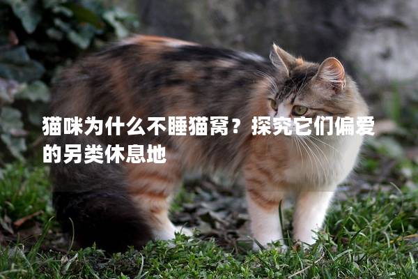 猫咪为什么不睡猫窝？探究它们偏爱的另类休息地