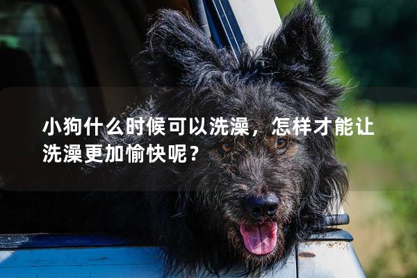 小狗什么时候可以洗澡，怎样才能让洗澡更加愉快呢？