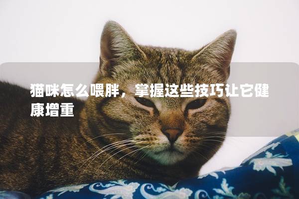 猫咪怎么喂胖，掌握这些技巧让它健康增重