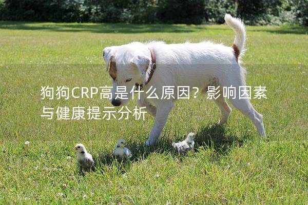 狗狗CRP高是什么原因？影响因素与健康提示分析