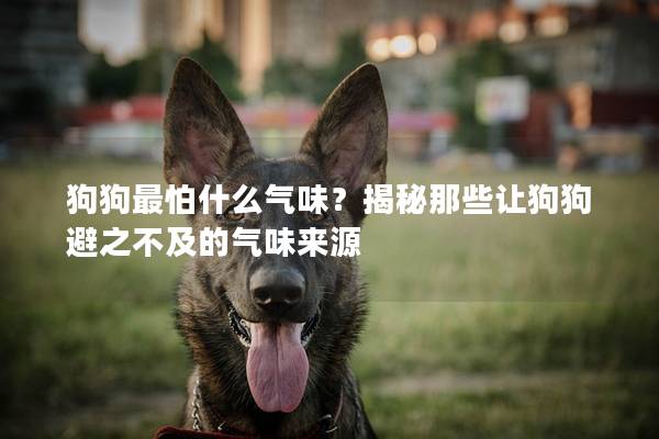 狗狗最怕什么气味？揭秘那些让狗狗避之不及的气味来源