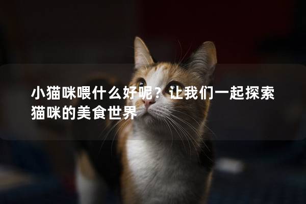 小猫咪喂什么好呢？让我们一起探索猫咪的美食世界