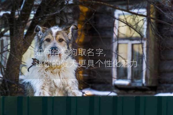 如何给狗狗取名字, 让你的爱犬更具个性化魅力