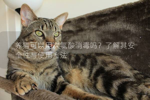 养猫可以用次氯酸消毒吗？了解其安全性与使用方法