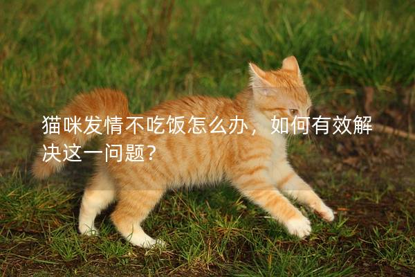 猫咪发情不吃饭怎么办，如何有效解决这一问题？