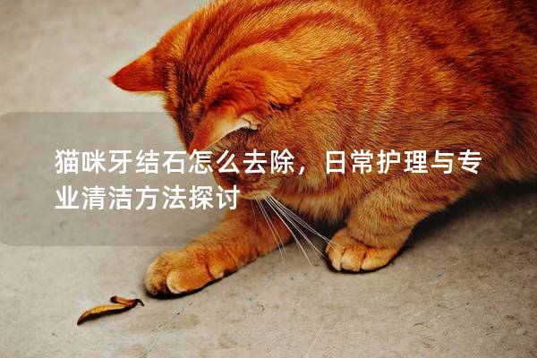 猫咪牙结石怎么去除，日常护理与专业清洁方法探讨