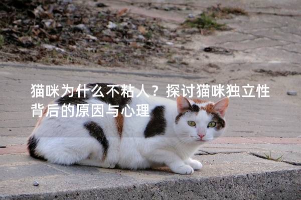 猫咪为什么不粘人？探讨猫咪独立性背后的原因与心理