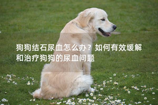 狗狗结石尿血怎么办？如何有效缓解和治疗狗狗的尿血问题