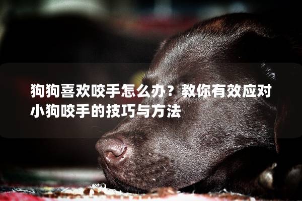 狗狗喜欢咬手怎么办？教你有效应对小狗咬手的技巧与方法