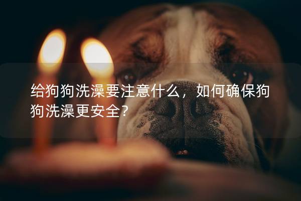 给狗狗洗澡要注意什么，如何确保狗狗洗澡更安全？