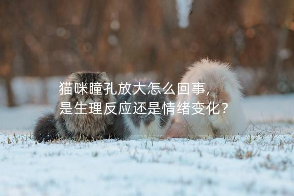 猫咪瞳孔放大怎么回事, 是生理反应还是情绪变化？