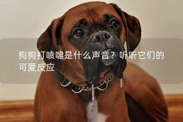 狗狗打喷嚏是什么声音？听听它们的可爱反应