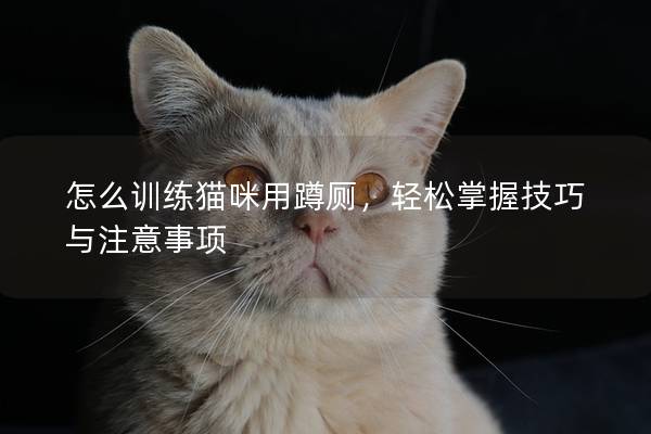 怎么训练猫咪用蹲厕，轻松掌握技巧与注意事项