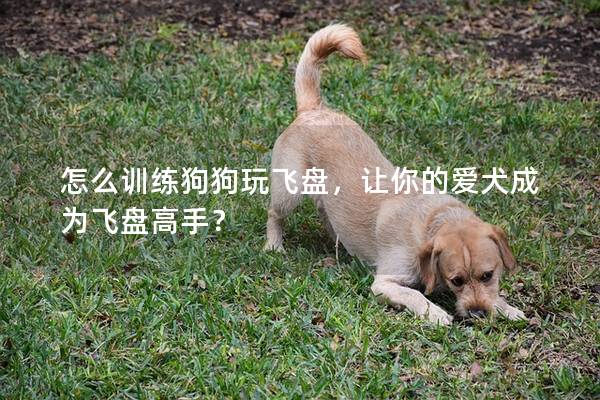 怎么训练狗狗玩飞盘，让你的爱犬成为飞盘高手？