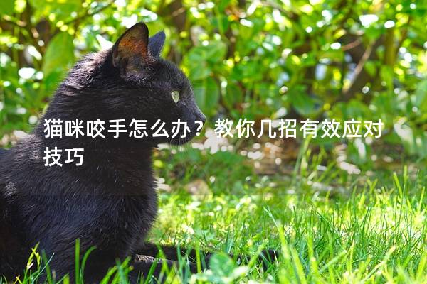 猫咪咬手怎么办？教你几招有效应对技巧