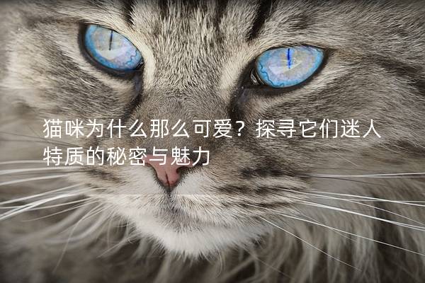 猫咪为什么那么可爱？探寻它们迷人特质的秘密与魅力